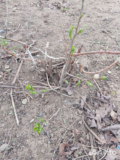 Боярышник сортовой крупный