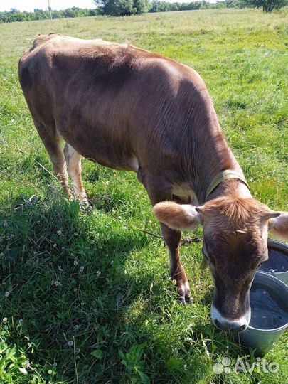 Три голов тёлок не стельной