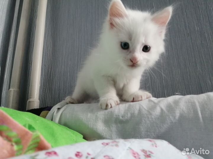 Белые пушки