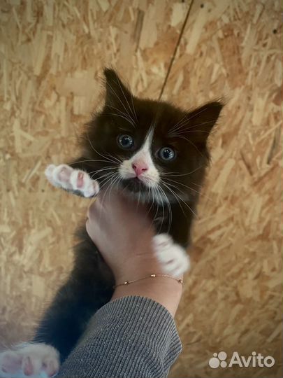 Сибирские котята