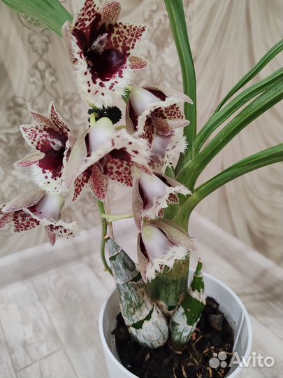 Орхидея морковка clowesetum Penang Waltz