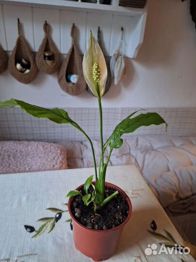 Пеларгония герань и женское счастье(спатифиллум)