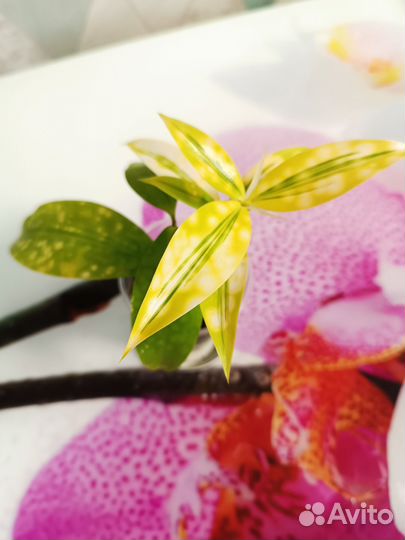 Драцена суркулоза