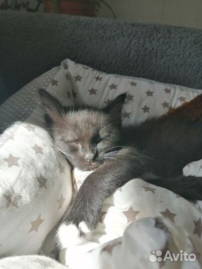 Кошка в дар бесплатно