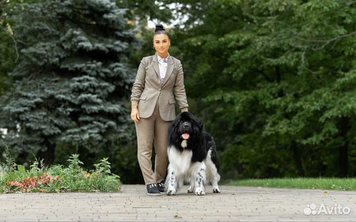 Вязка Ньюфаундленд