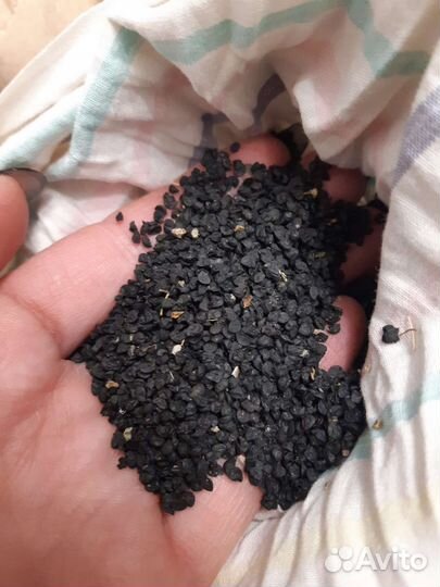 Семена лука чернушка