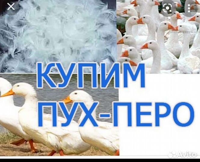 Пух,перо