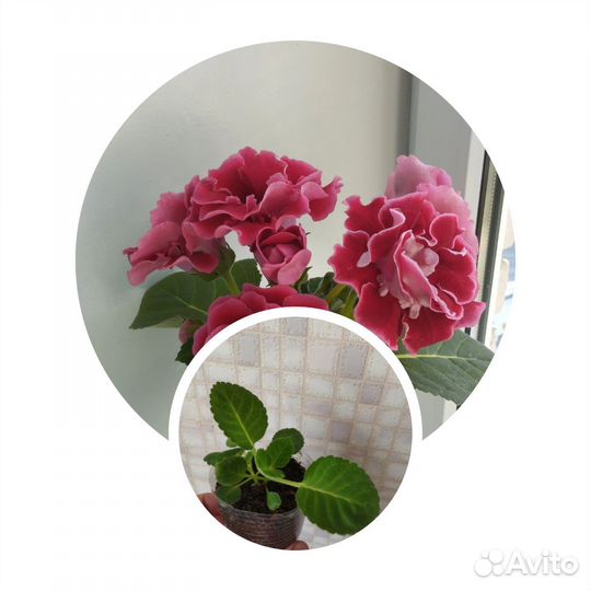 Комнатные растения