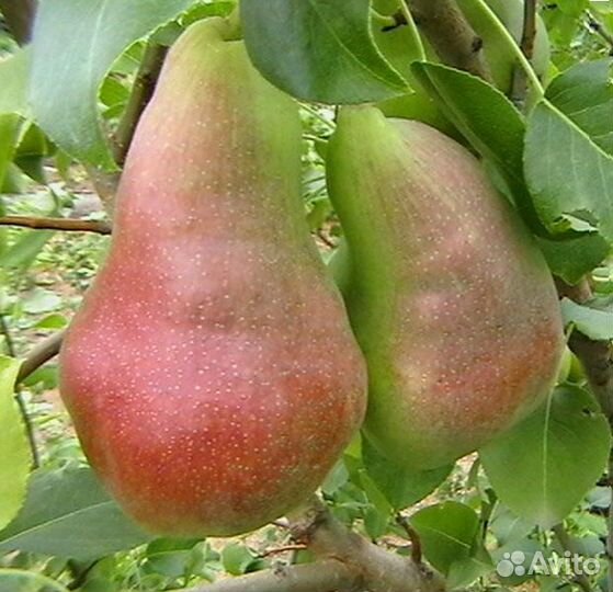 Саженцы груши, сливы,черешни, яблони