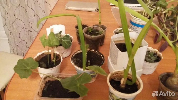 Хлорофитум