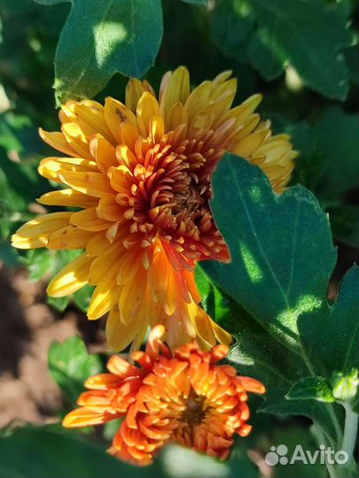 Хризантема кустовая