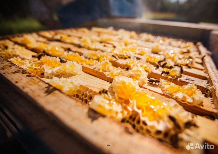 2024 Мед натуральный с Алтая опт