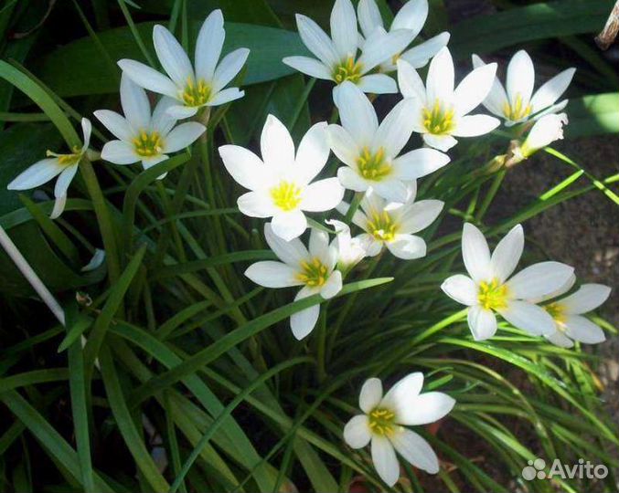 Птицемлечник