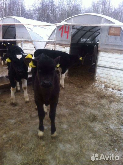 Бычки телята