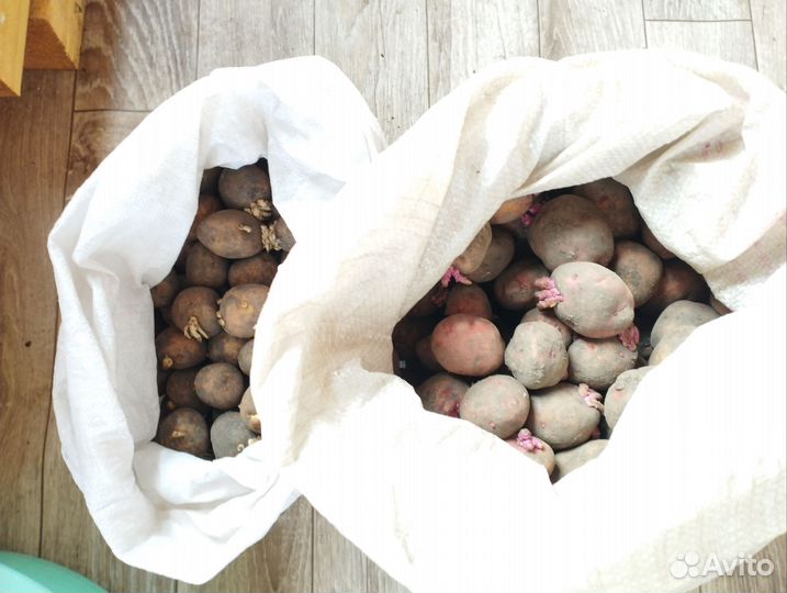 Семенной картофель
