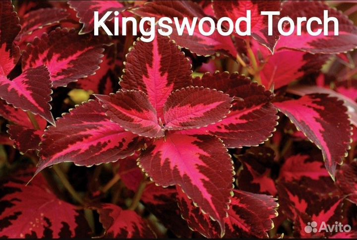 Колеусы.Часть 7