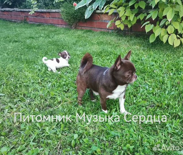 Чихуахуа вязка