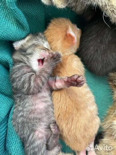 Котята в добрые руки