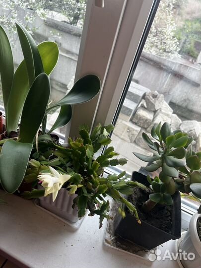 Комнатные цветы