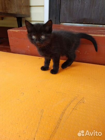 Котенок в дар