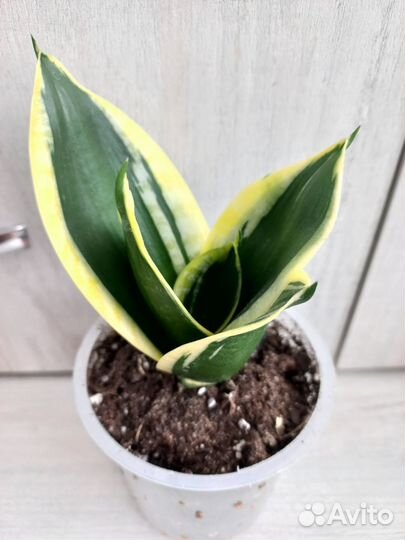 Сансевиерия ханни Крео