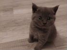 Шотландские котята бесплатно объявление продам