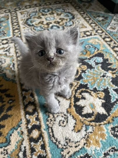 Котята британцы