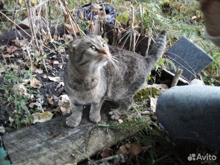 Кот в хорошие руки