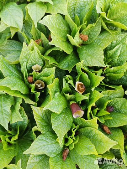 Белладонна или красавка обыкновенная