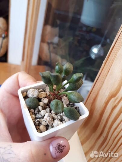 Адромискус*суккулент*truncatus и indian clab*