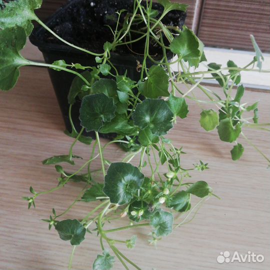 Комнатные цветы