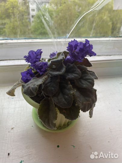 Фиалка в горшках