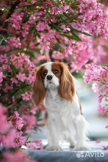 Фотограф-анималист, зоофотограф