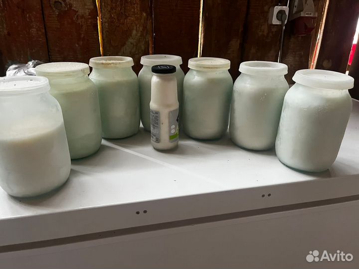 Жир косолапого