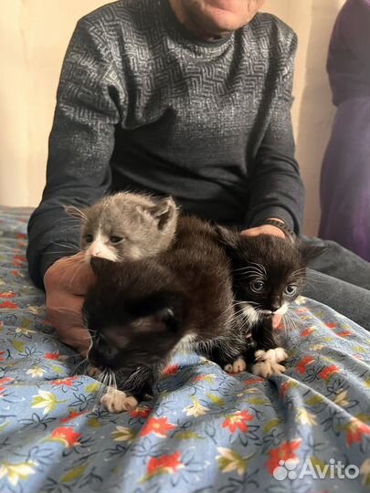 Котята в добрые руки