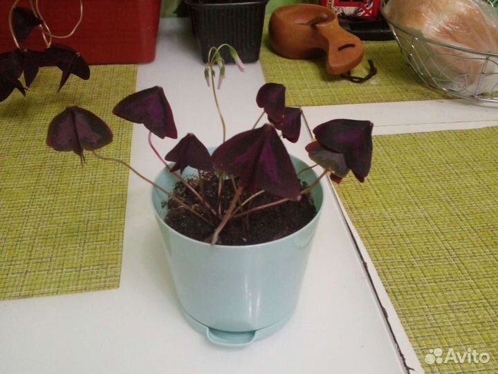 Комнатные цветы