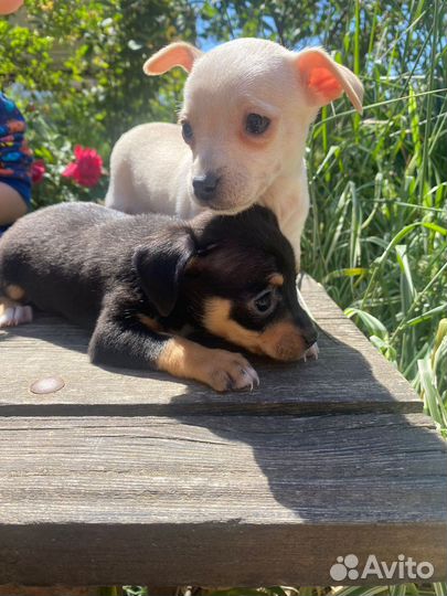 Щенки той терьер