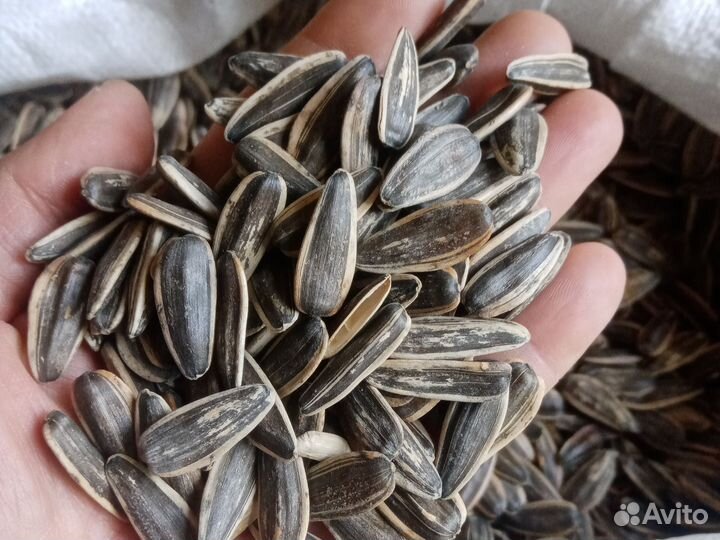 Семечки подсолнечника Семена подсолнечника на Корм