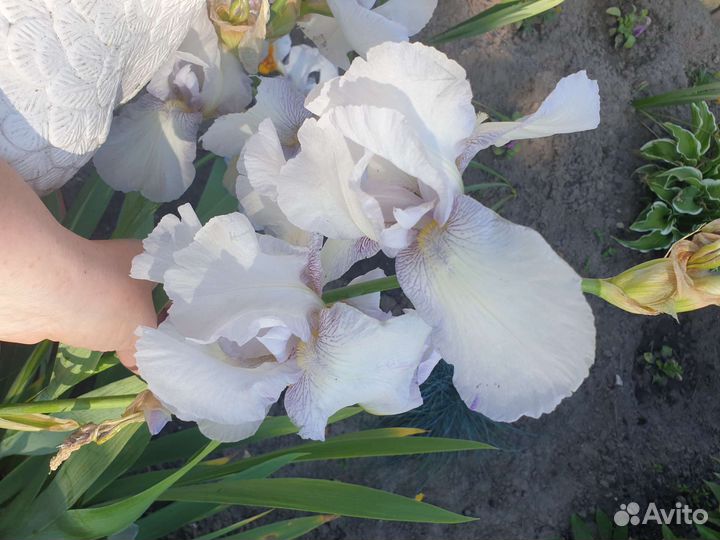 Ирисы бородатые сортовые