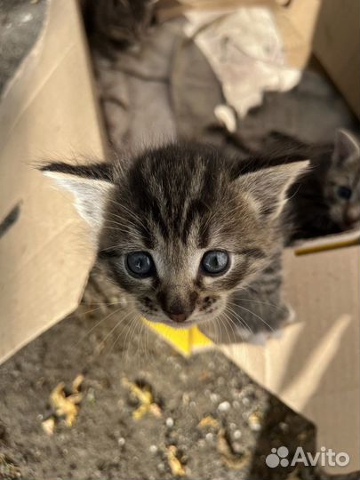 Котята 1,5 месяца