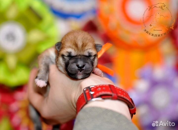 Щенки сиба от чемпионов