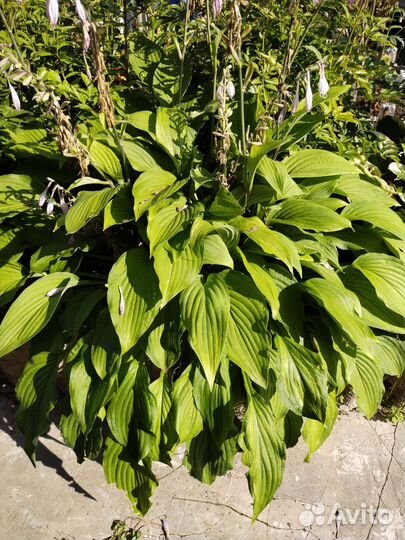 Хосты и бадан