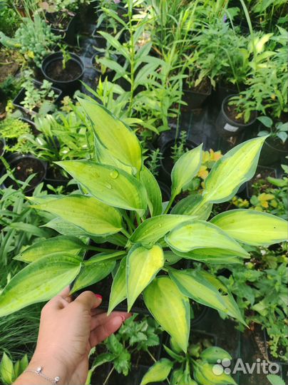 Хосты сортовые