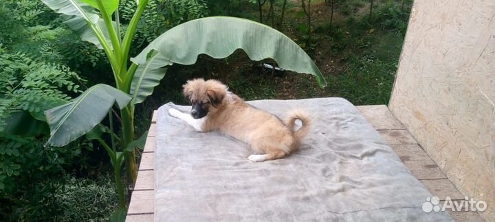 Отдам собак; щенков