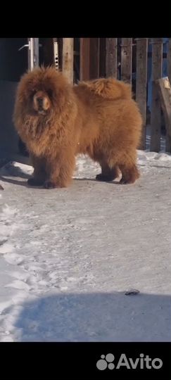 Тибетский мастиф
