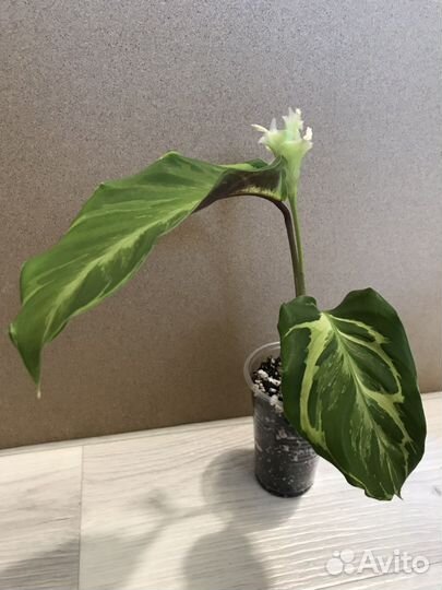 Калатея электрик шок