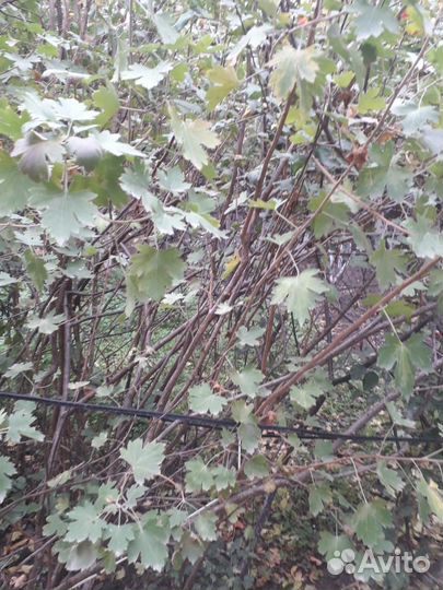 Чёрная смородина саженцы