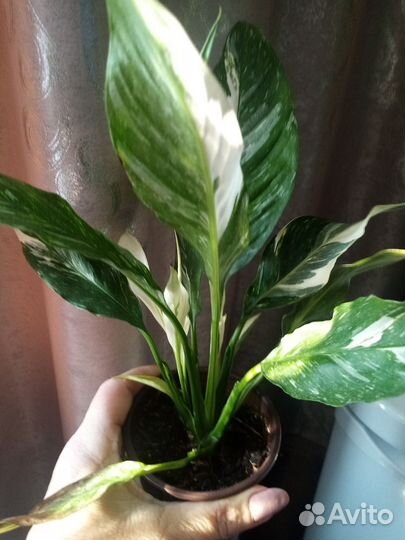 Спатифиллюм, домино, строманта