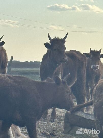 Тёлки 1,6 мес