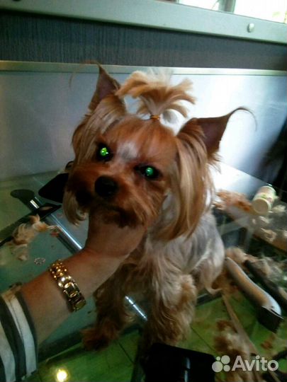 Стрижка кошек и собак, выезд на дом